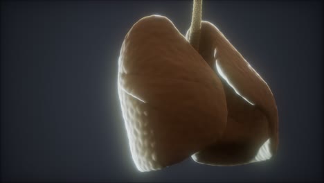 Loop-3D-gerenderte-Medizinisch-Genaue-Animation-Der-Menschlichen-Lunge